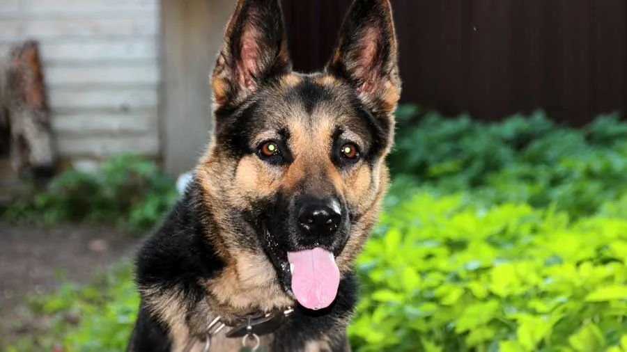 East European Shepherd